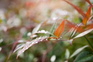 雨