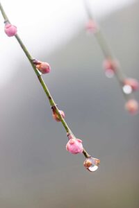 梅の花