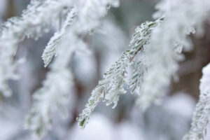 雪の結晶