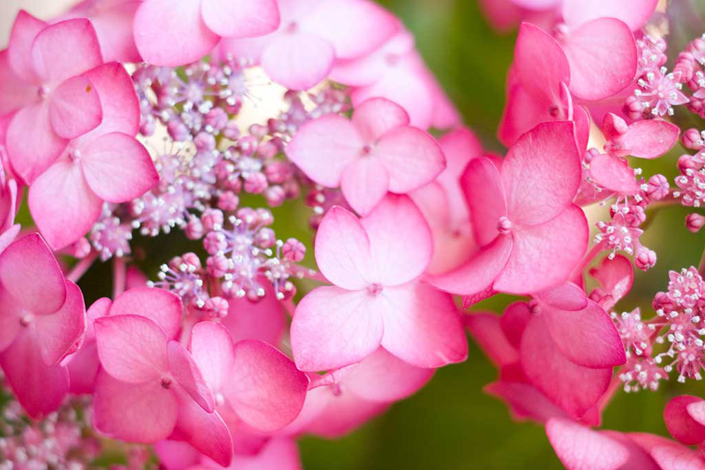 紫陽花の花