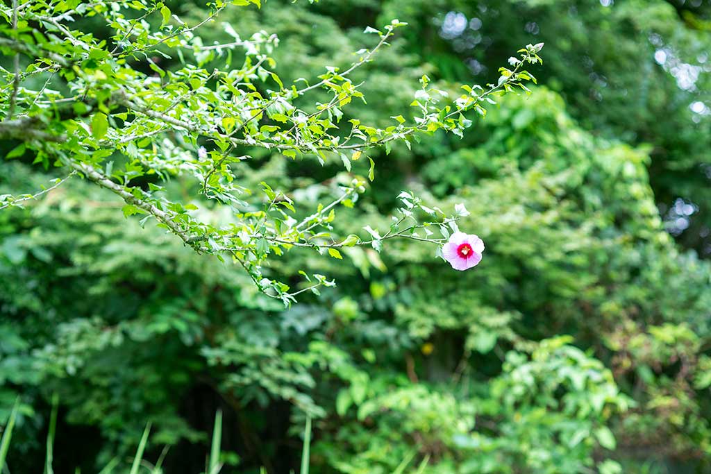 森の中の花